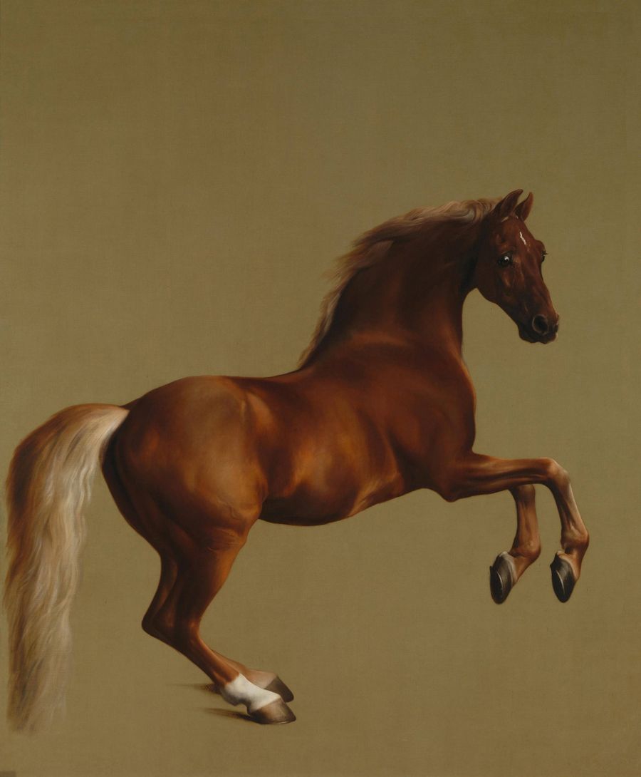 Whistlejacket: a chestnut stallion rearing against a plain ochre ground, painted by George Stubbs